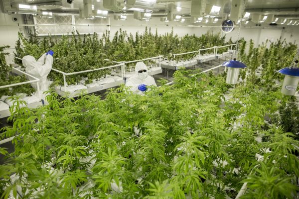 VIC-Cannabis-e1555394772474.jpg?resize=6