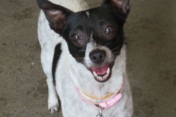 Article image for Pet of the week: Bonnie