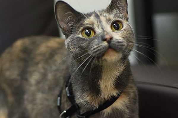 Article image for Pet of the week: Amber