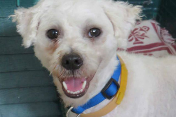 Article image for Pet of the week: Snoopy