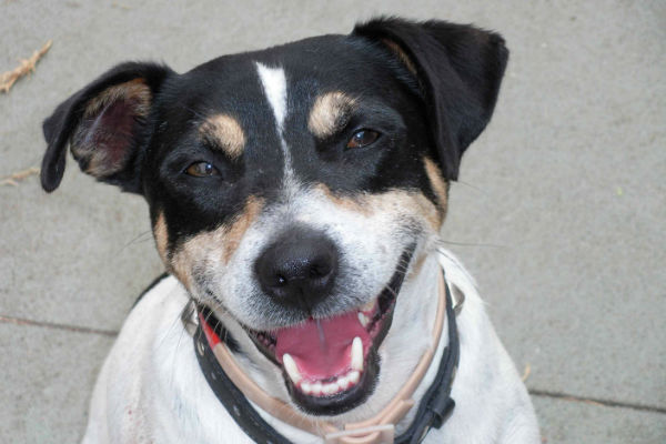 Article image for Pet of the week: Billy
