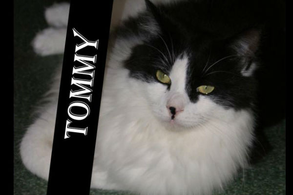 Article image for Pet of the week: Tommy