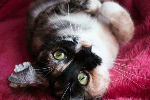 Article image for Pet of the week: Merida