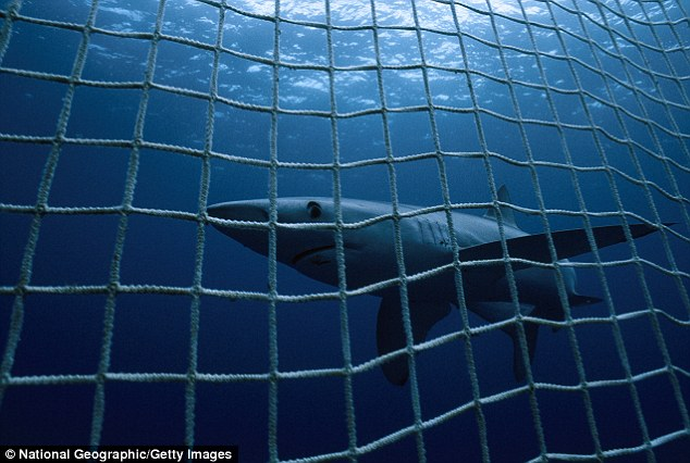 Second Shark Net Trial