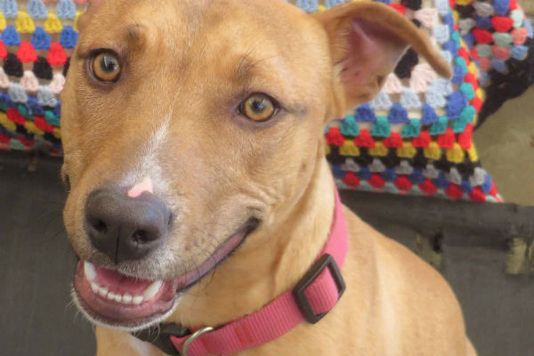 Article image for Pet of the week: Paige