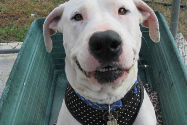 Article image for Pet of the week: Samson