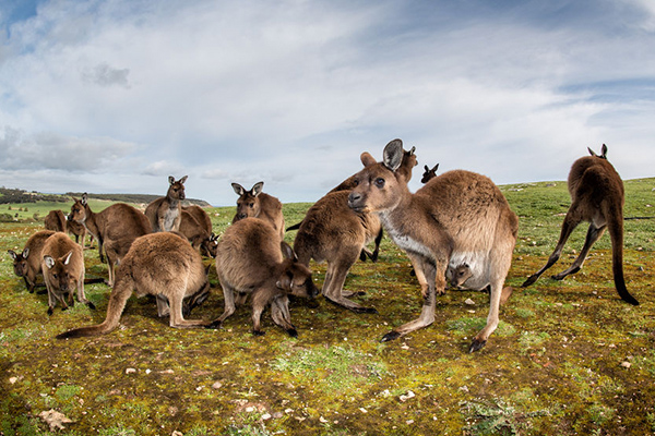 Article image for Millions of kangaroos dying from mysterious illness
