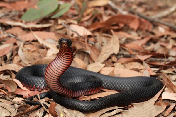 Article image for Snake catchers ‘flat out’ this summer