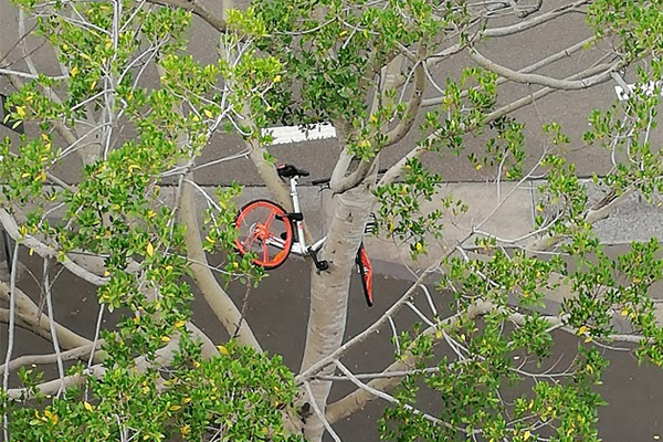 Dock-bike-tree