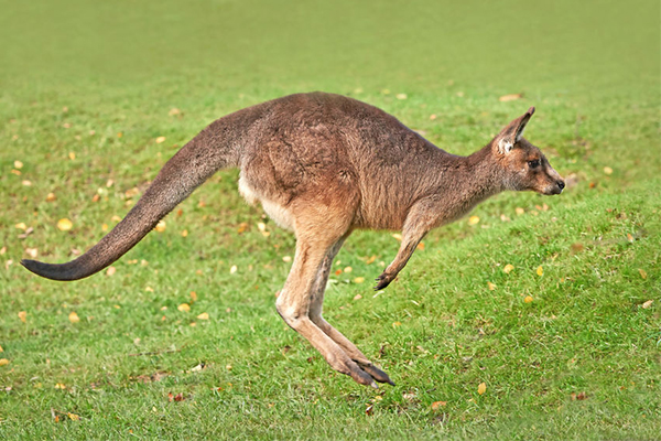 Article image for Animal experts want to cull kangaroos