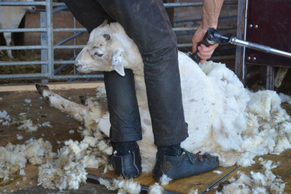 Article image for Australia has a sheep shearer shortage: Is this the job for you?