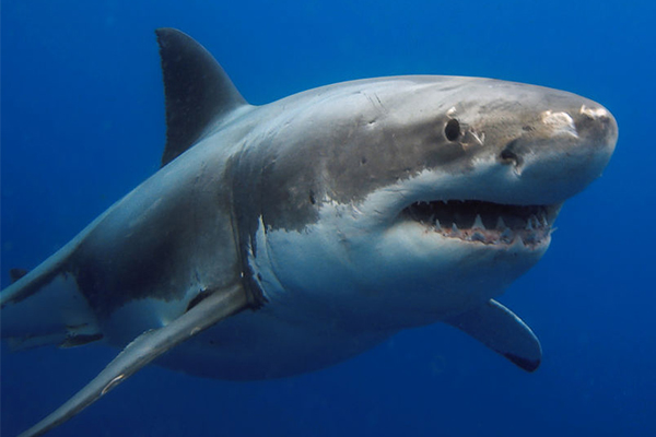 Article image for 5,500 great white sharks lurking off Australia’s east coast