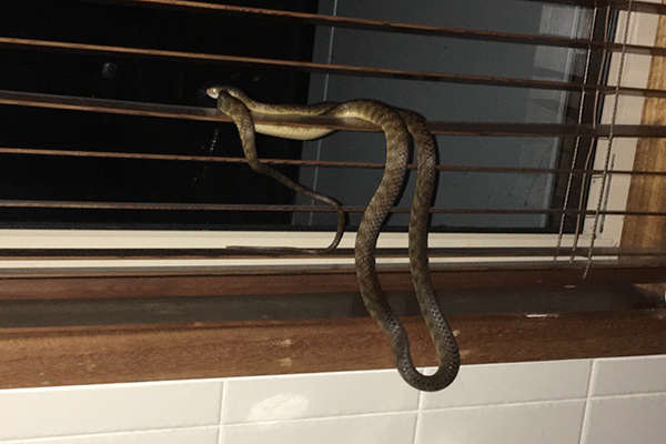 Article image for Slithery ‘friend’ gives Queensland couple a fright