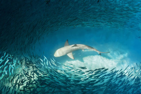 Fish farm breach causes disastrous shark frenzy