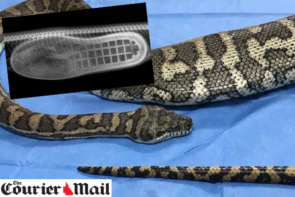 Article image for Python saved after eating a slipper