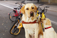Share bikes confusing guide dogs, putting blind people at risk
