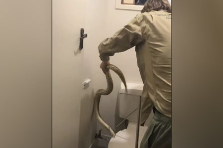 WATCH | Snake catcher retrieves grumpy carpet python from toilet
