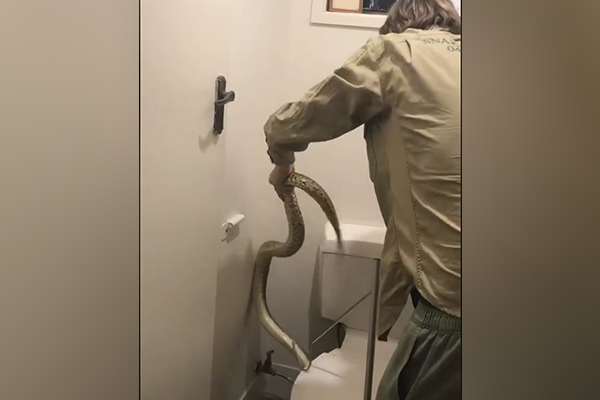 Article image for WATCH | Snake catcher retrieves grumpy carpet python from toilet
