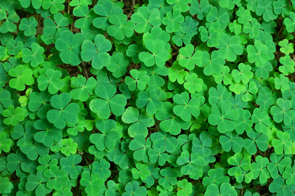 Article image for Sydney set for a ‘greening’ on St Patrick’s Day