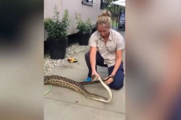 Article image for WATCH: Electrician catches python after it eats family cat