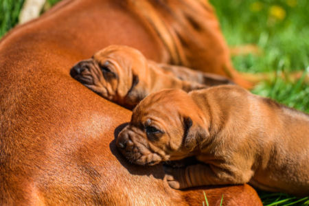 Government scraps animal breeding laws after pet owners revolt