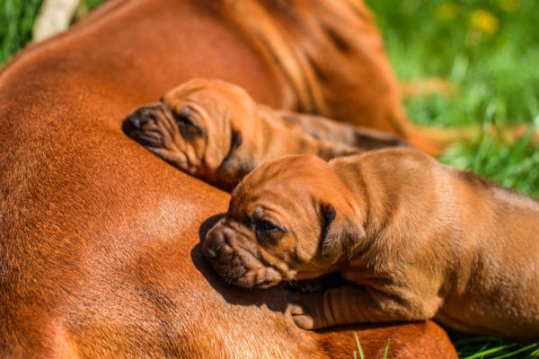 Article image for Government scraps animal breeding laws after pet owners revolt