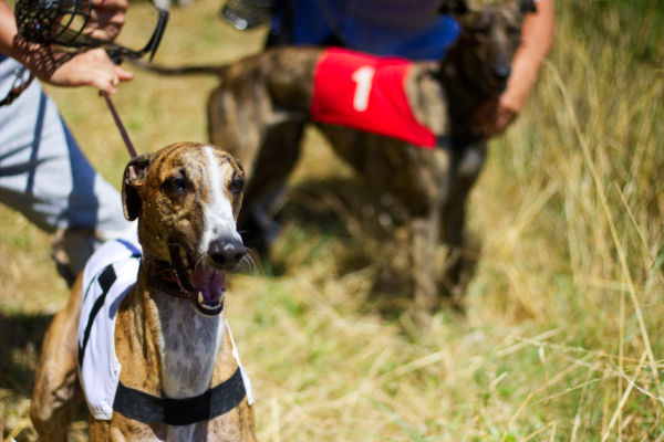 Article image for Commission to eliminate ‘grubs’ and revive greyhound industry
