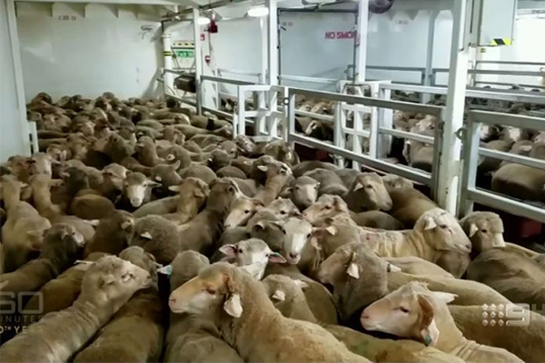 Article image for Live export association admits ‘things need to change’