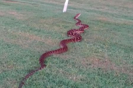 LOOK | Huge snake surprises Cairns jockey on morning track run