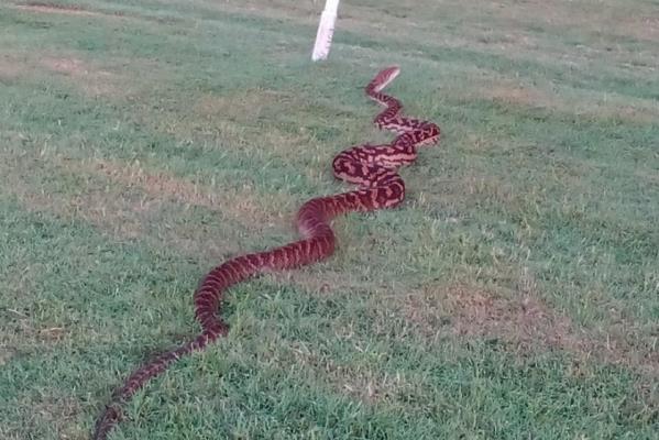 Article image for LOOK | Huge snake surprises Cairns jockey on morning track run