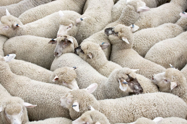 Article image for Live sheep trade to the Middle East put on three-month ban