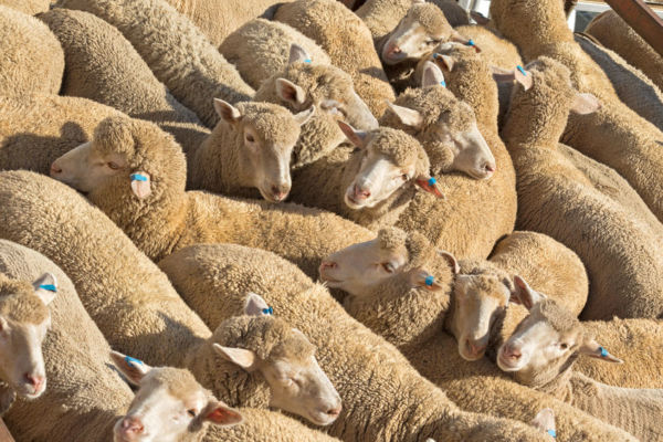 Article image for Ending live exports a ‘win’ for farmers, Shadow Agriculture Minister says