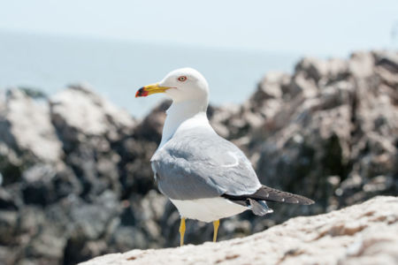 This restaurant is finally scaring off the pesky seagull and their method is genius