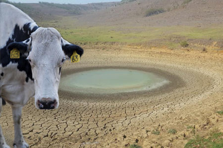 Adopt a cow and help this drought-stricken farmer