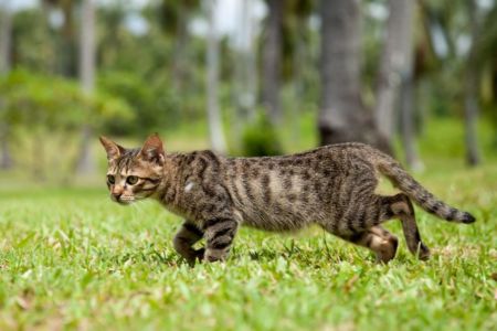 $1 million push to eradicate feral cats could save native Aussie animals
