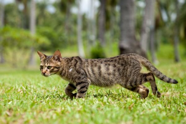 Article image for $1 million push to eradicate feral cats could save native Aussie animals