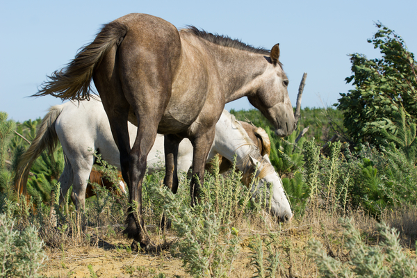 Article image for Brumby bill to stop the culling of snowy mountain horses