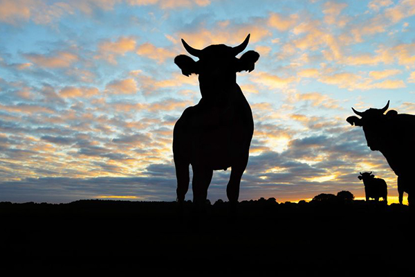 Article image for No end in sight: Drought-stricken farmers suffer in our own backyard