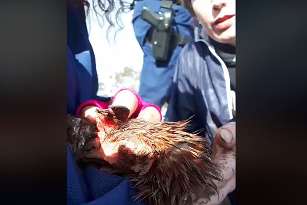 Article image for Animal rights protesters charged with animal cruelty in illegal demonstration