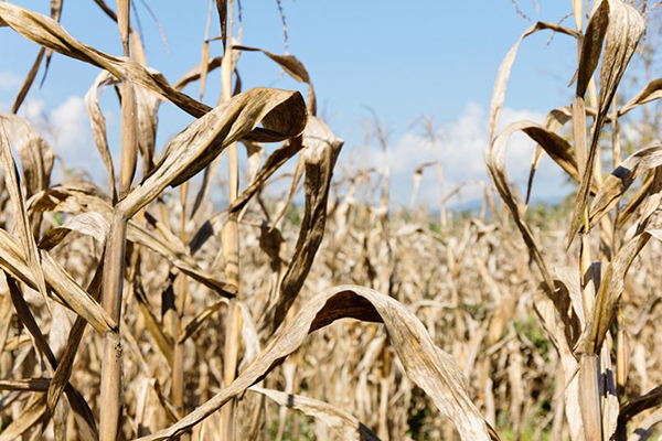 Article image for Farmers calling for change to drought declaration policy