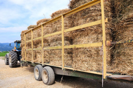 Hay shortage puts squeeze on already struggling farmers