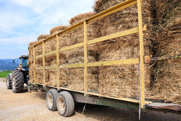 Article image for Hay shortage puts squeeze on already struggling farmers