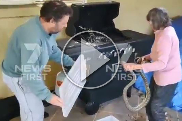 Article image for 81yo grandmother wrangles two snakes from family BBQ