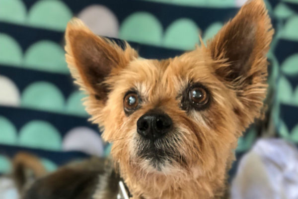 Article image for Pet of the week: Dennis