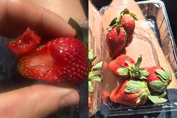 Article image for More needles discovered in punnets of strawberries