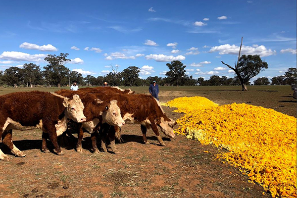 Article image for Chris Smith’s special delivery to desperate farmers in Forbes