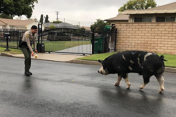 Article image for WATCH | Police round up giant runaway pig using Doritos