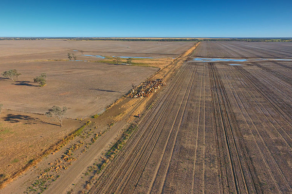 Article image for NSW drought coordinator says farmers need more than just fodder, water