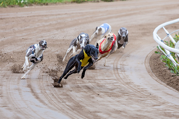 Article image for Opposition commits to supporting greyhound racing in Queanbeyan