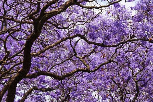 This council has an ‘absolutely ridiculous’ plan to cut jacaranda trees